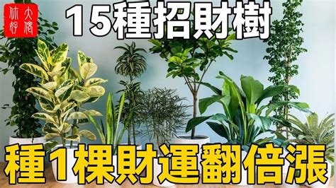 招財樹|發財樹有哪些？8種招財植物讓你財源滾滾 